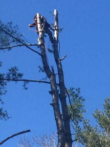 Queens Tree Trimming