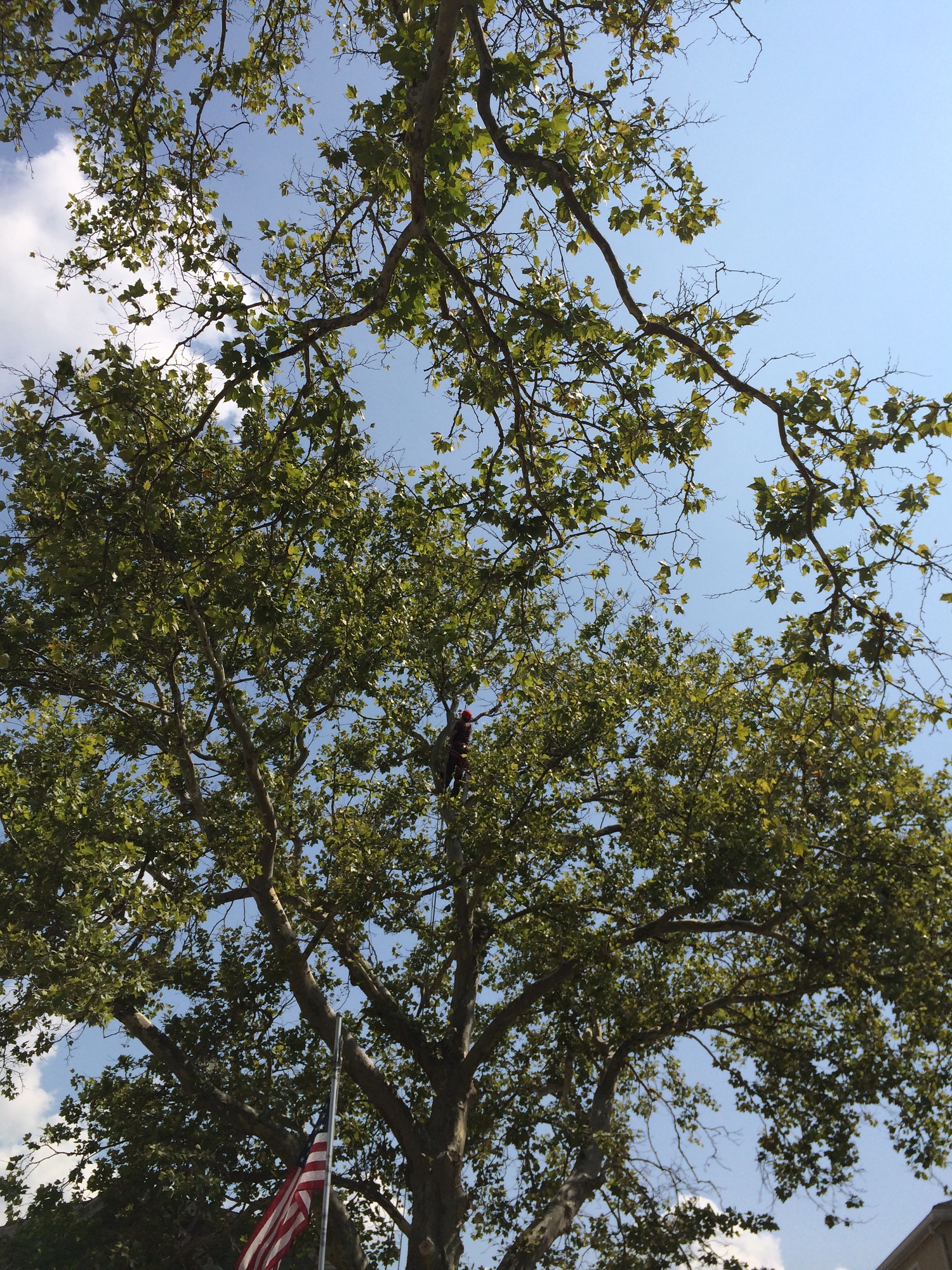 Queens Tree Trimming Queens Tree Trimming Service Tree Trimming