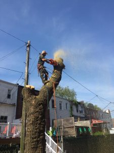 Tree Removal