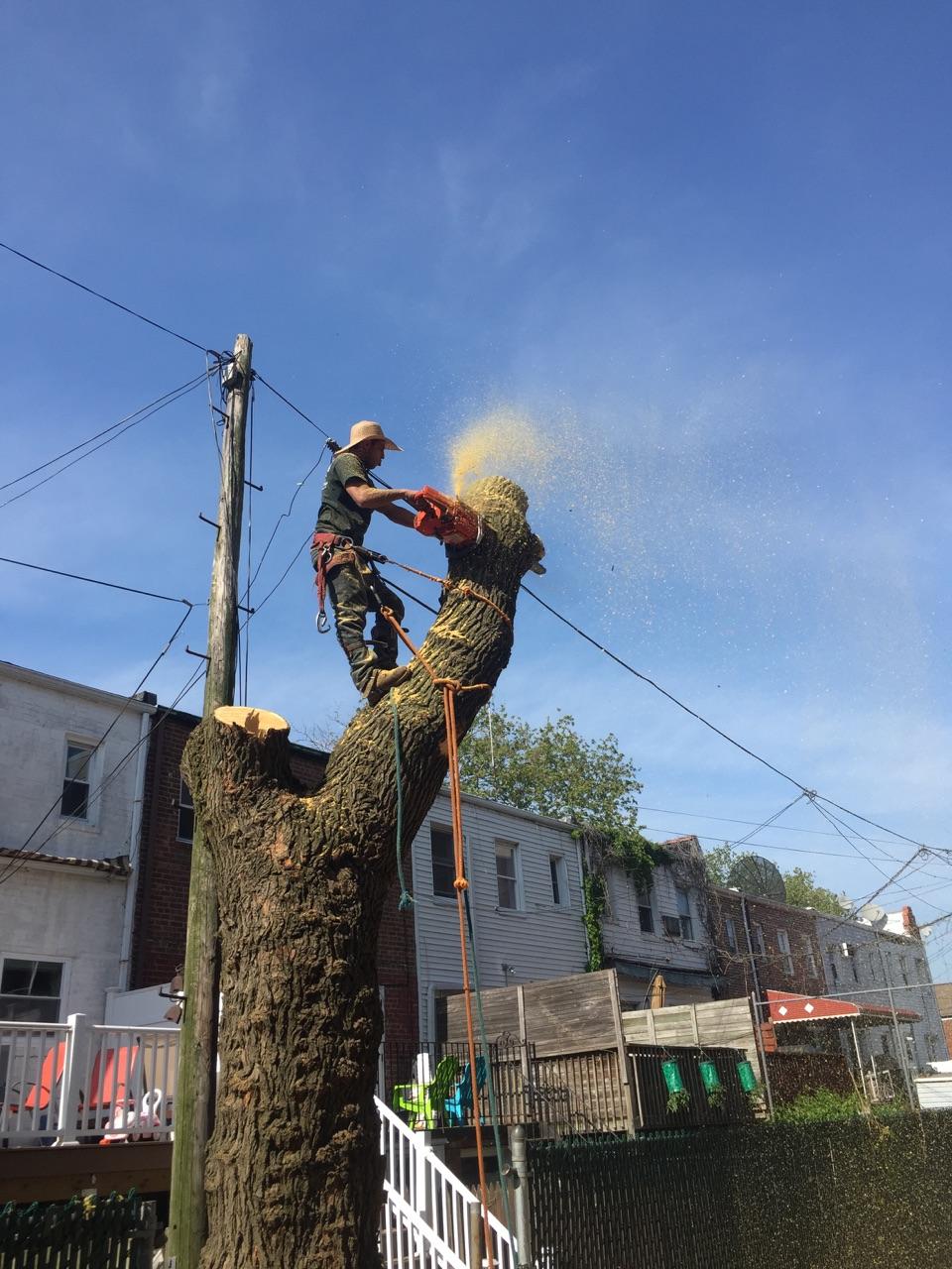 Tree Removal Queens Tree Removal Tree Removal Service NYC