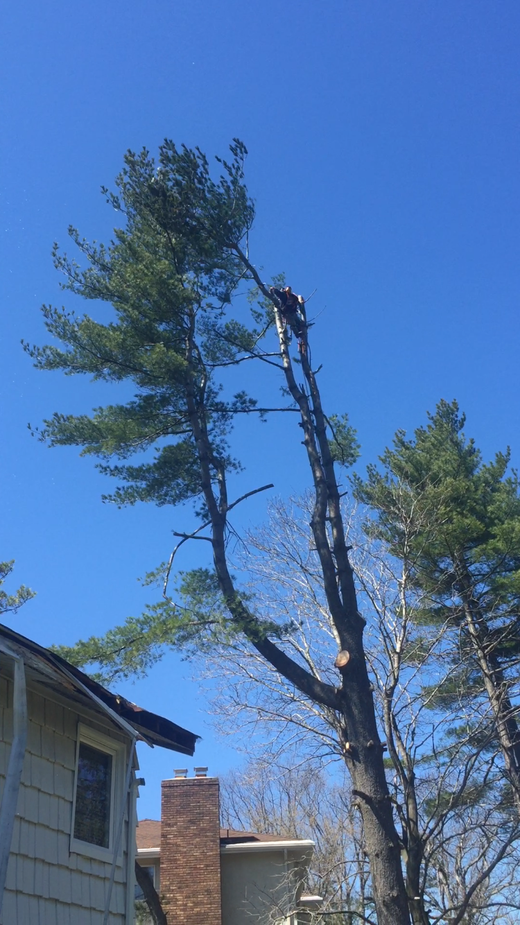 Affordable Tree Service Queens Tree Service Tree Removal Queens