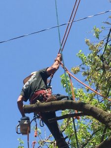 Queens Tree Services