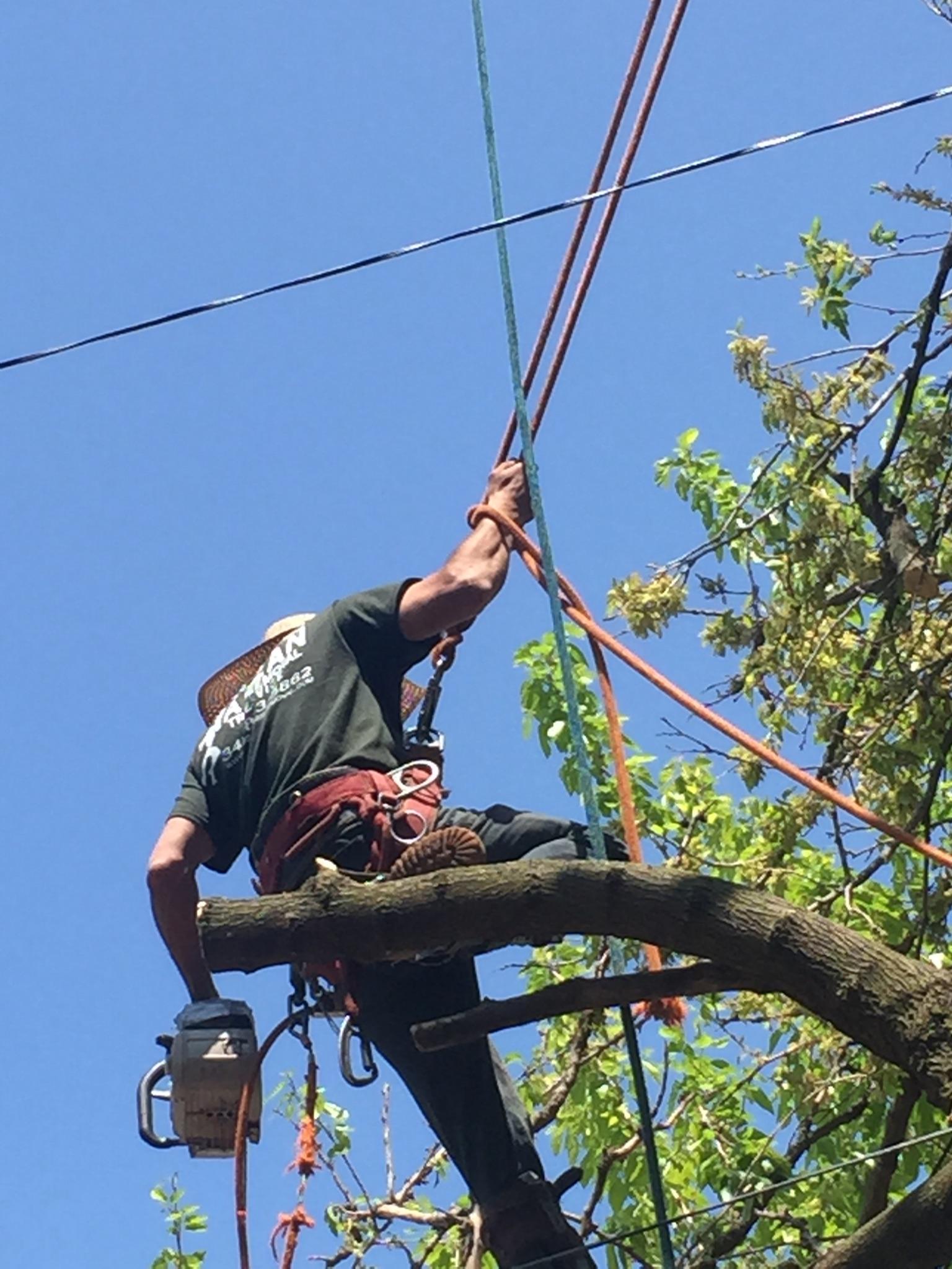 Queens Tree Service Queens Tree Company Tree Removal Company