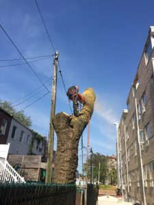 Queens Tree Removal