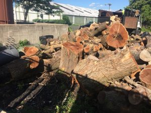 Remove Tree Stumps