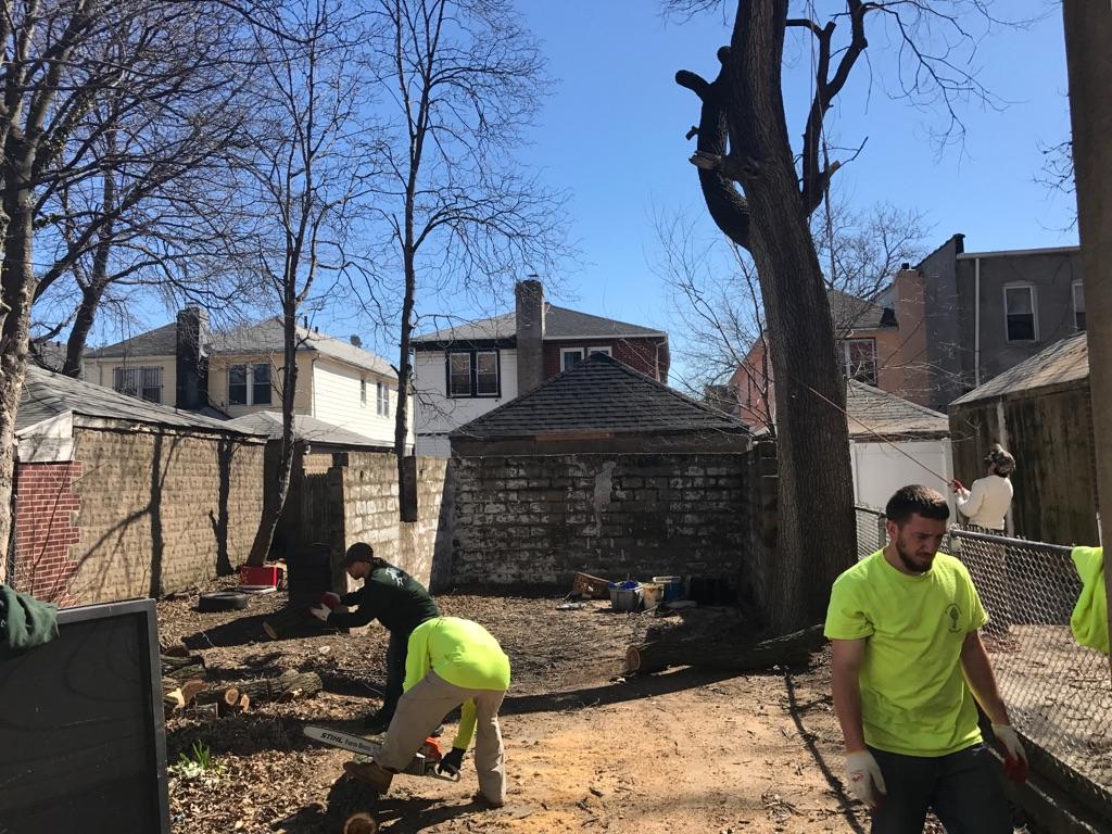 Top Rated Queens Tree Service Tree Removal Tree Cutting Service