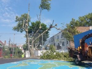 Contact Queens Tree Service